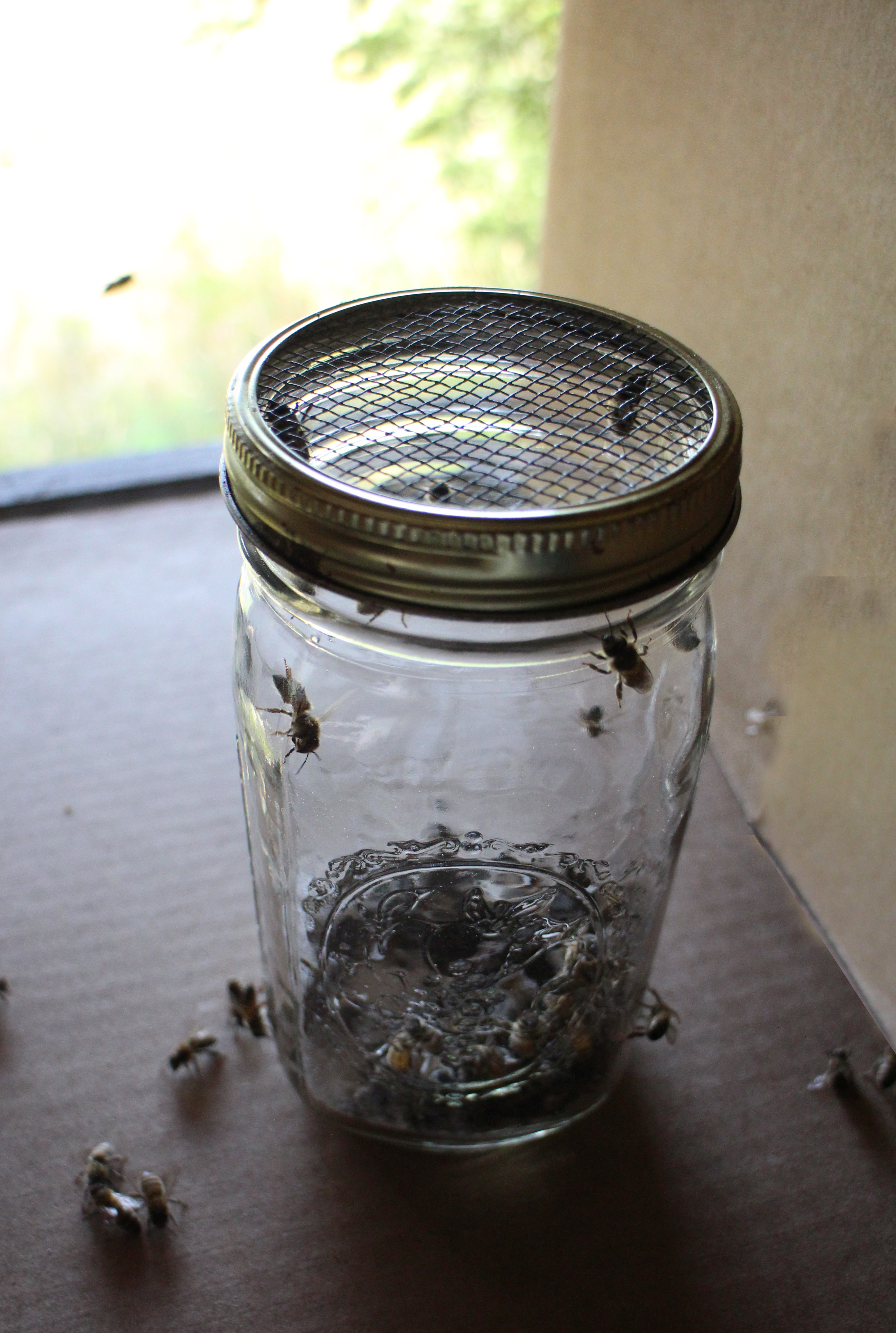 Bees in jar before shake.jpg