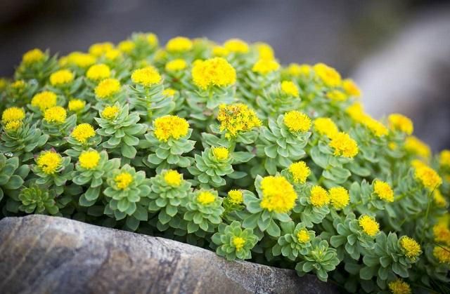 Best-Medicinal-Plants.jpg