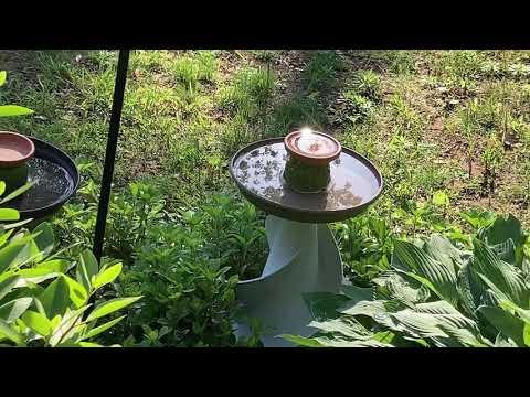 Bird Bath with Water