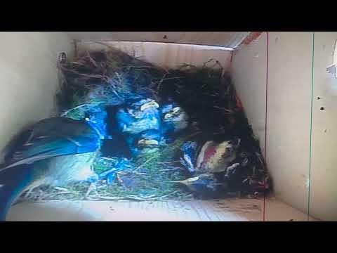 Bird Box - *Warning* - Death of 1 Older Chick - 29 May / Day 38