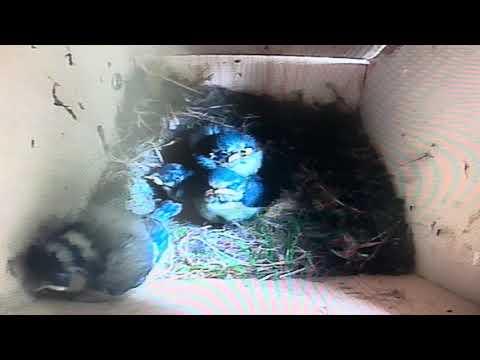 Bird Box - A New Dawn - 30 May / Day 39