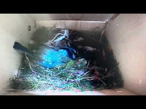 Bird Box - Enlarging and Smoothing Nest - 2 May - Day 11