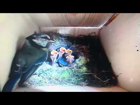 Bird Box - Feathery - 25 May / Day 34