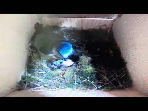 Bird Box - First Hatched! / Eggshell Eating - May 16 / Day 25