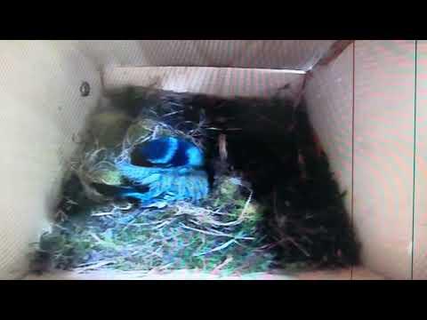 Bird Box - Incubation Starts - 8 May / Day 17