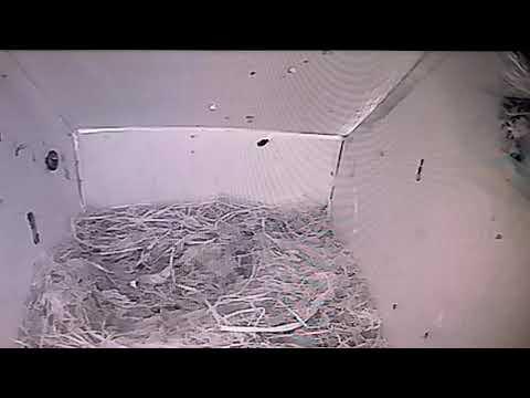 Bird Box - Last (Third) Chick to Fledge (Clip) - June 5 / Day 45