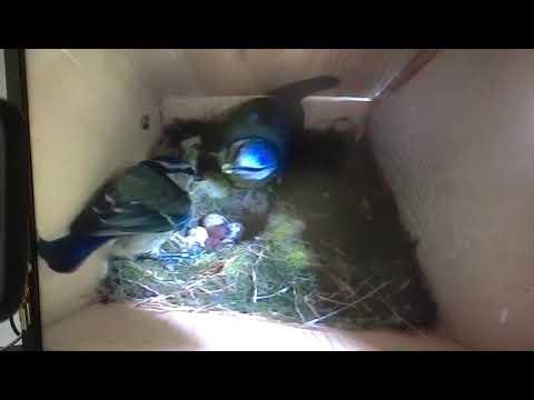 Bird Box - New Parents - May 16 / Day 25