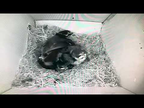 Bird Box - Night Shift - 28 May / Day 37