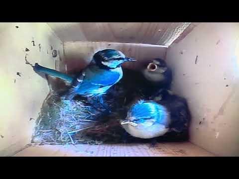 Bird Box - Parents 'Fair Feeding' - June 2 / Day 42