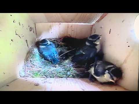 Bird Box - Pre-Fledging Flying - June 3 / Day 43