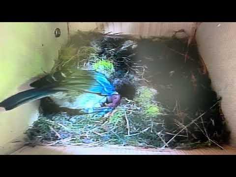 Bird Box - Second Chick Hatched - 16 May / Day 25