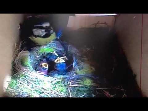 Bird Box - The Runt 2 - May 22 / Day 31