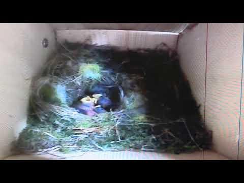 Bird Box - The Runt of the Litter - 21 May / Day 30