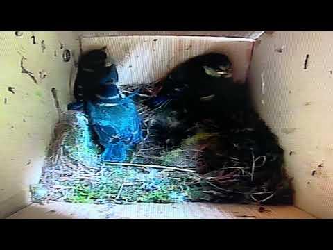 Bird Box - Warning from Parents to Stay Still and Be Quiet! - June 3 / Day 43