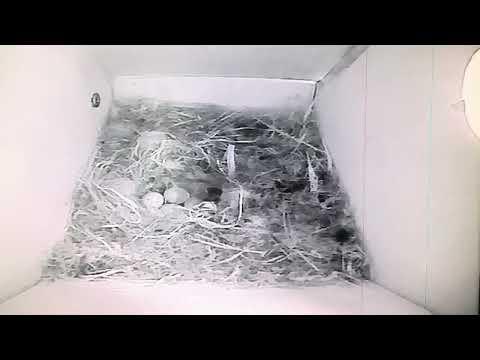 Bird Box - With Eggs Peeking Out - 8 May / Day 17