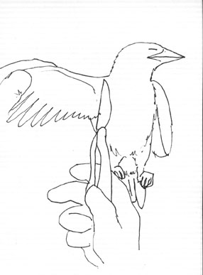 Bird1.jpg