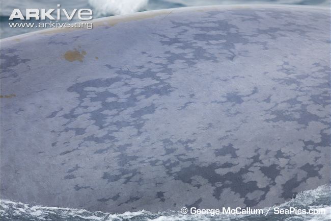 Blue-whale-close-up-of-skin-showing-distinctive-mottled-pattern.jpg