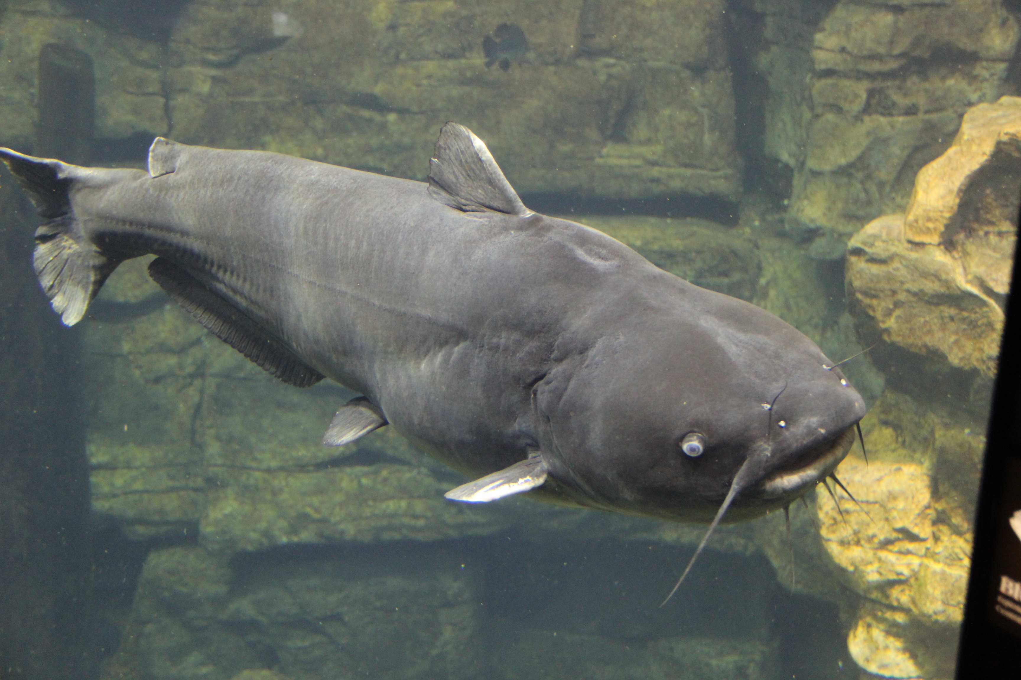 Blue_catfish_tenn_aquarium.JPG