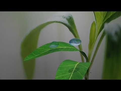 Bouncing Rain Droplets