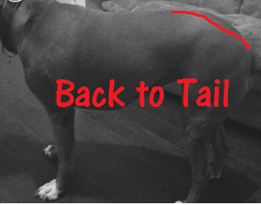 Boxer Back to tail.PNG