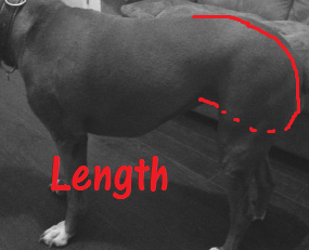 Boxer Length.PNG