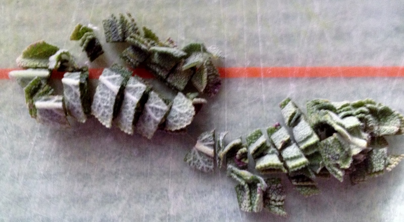 CP25 (800x440).jpg