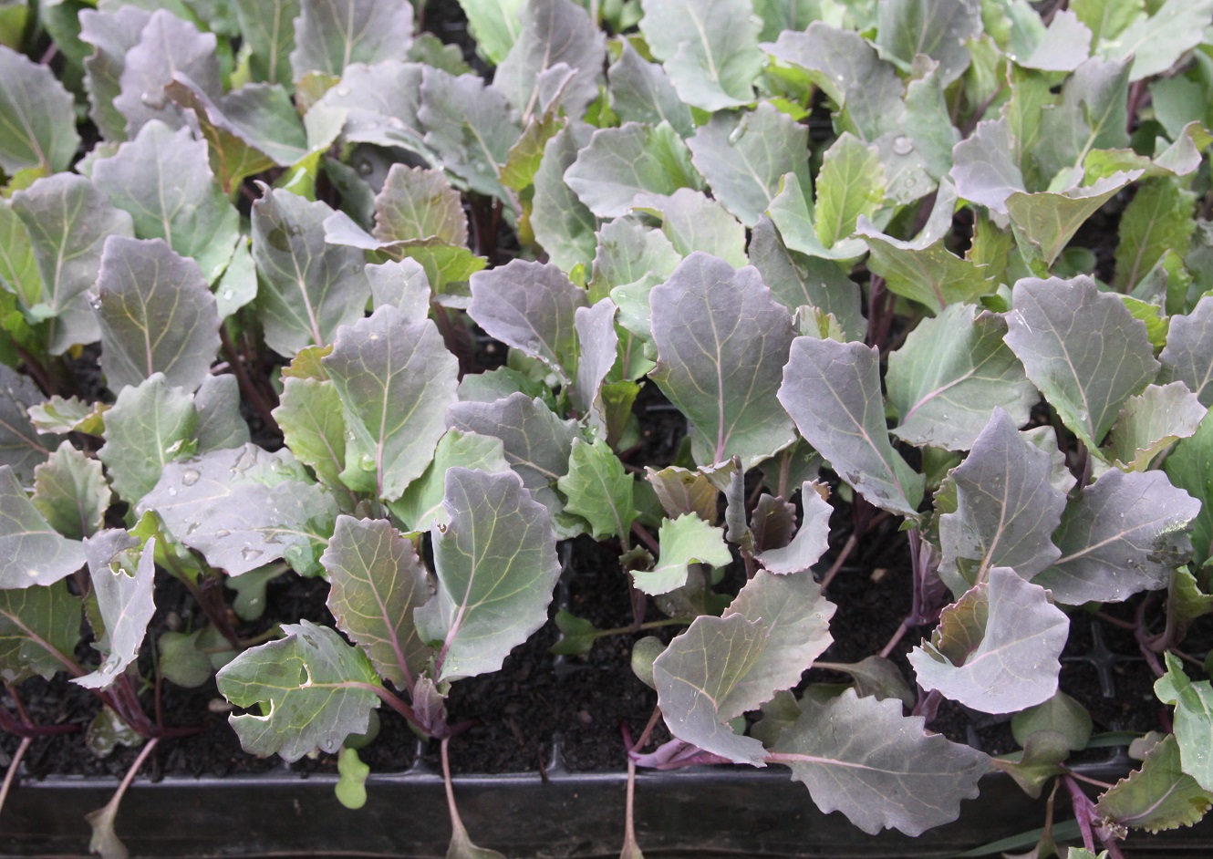 Cabbage seedlings 01 small.jpg