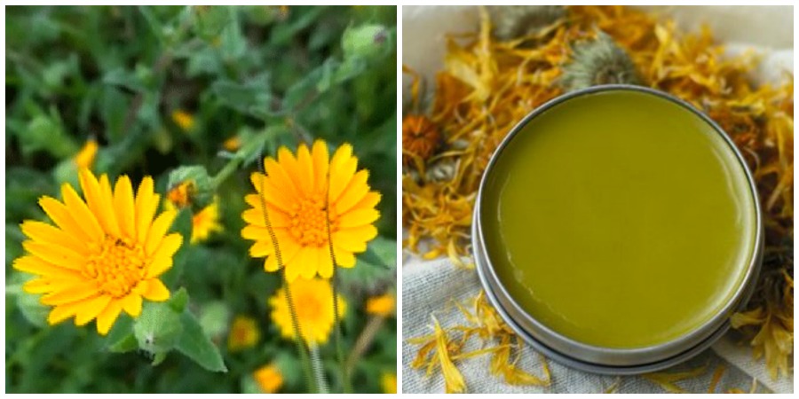 Calendula flower and Ointment 01.jpg