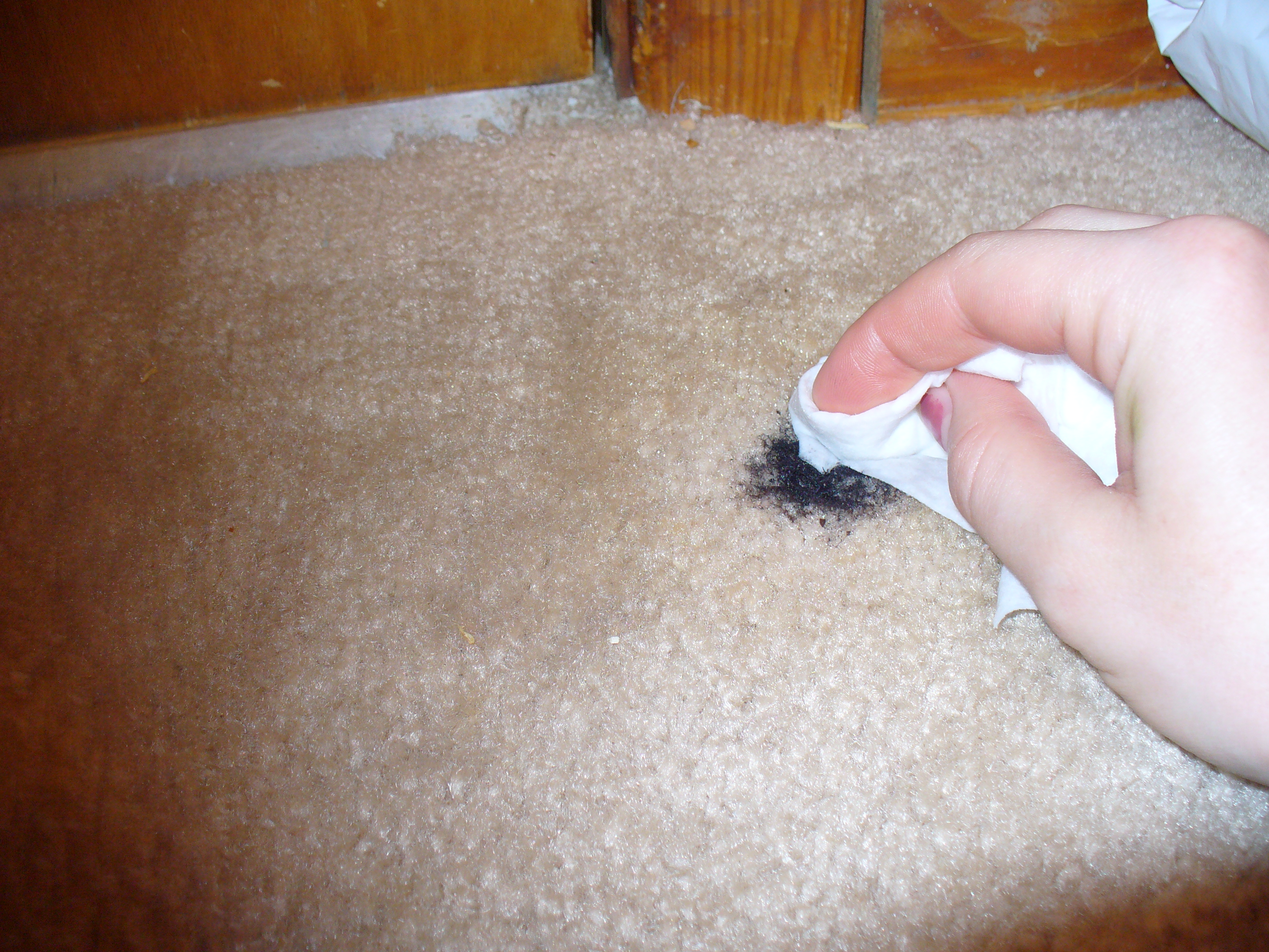 Carpet cleaning 038.JPG