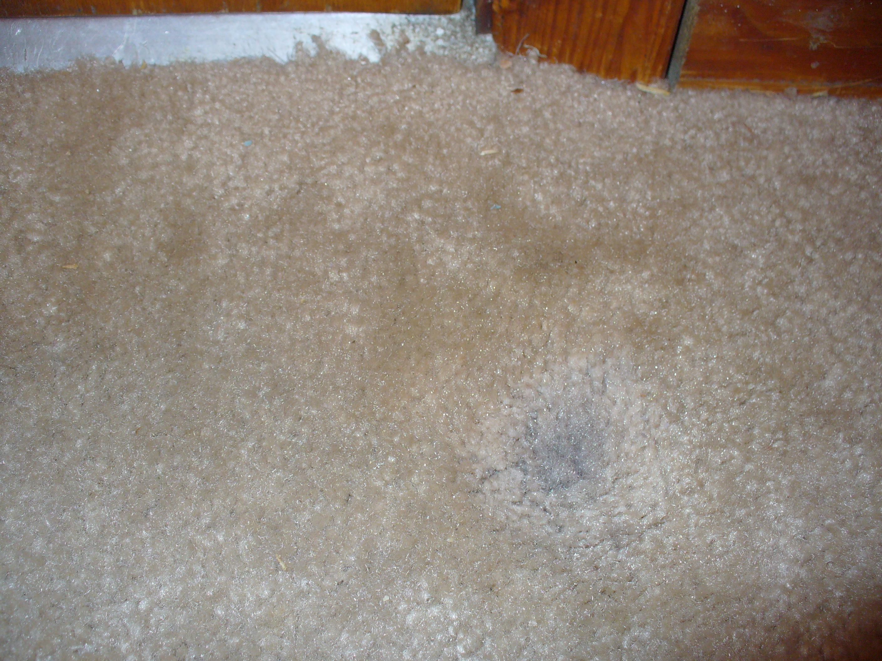 Carpet cleaning 041.JPG