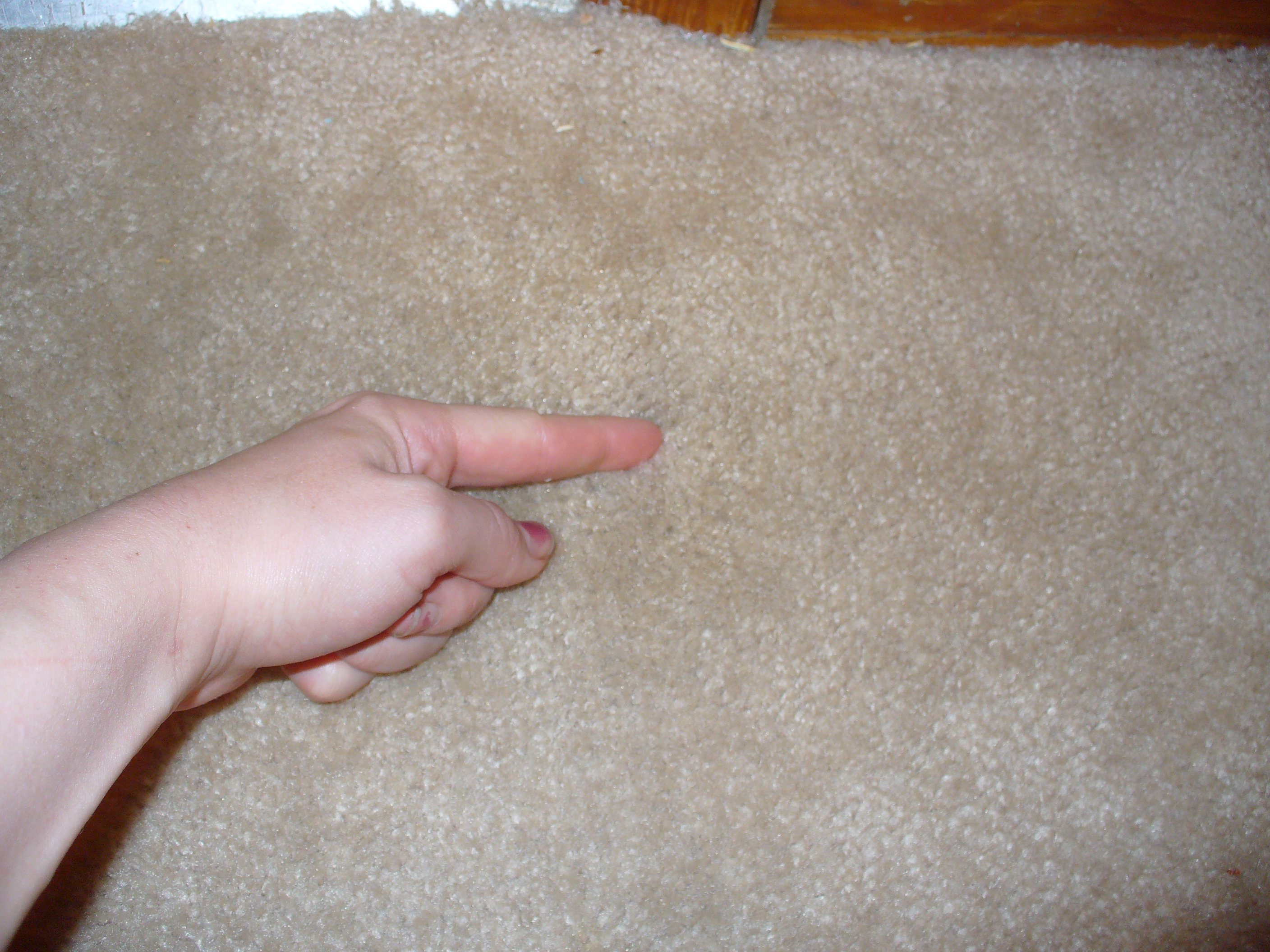 Carpet cleaning 042.JPG