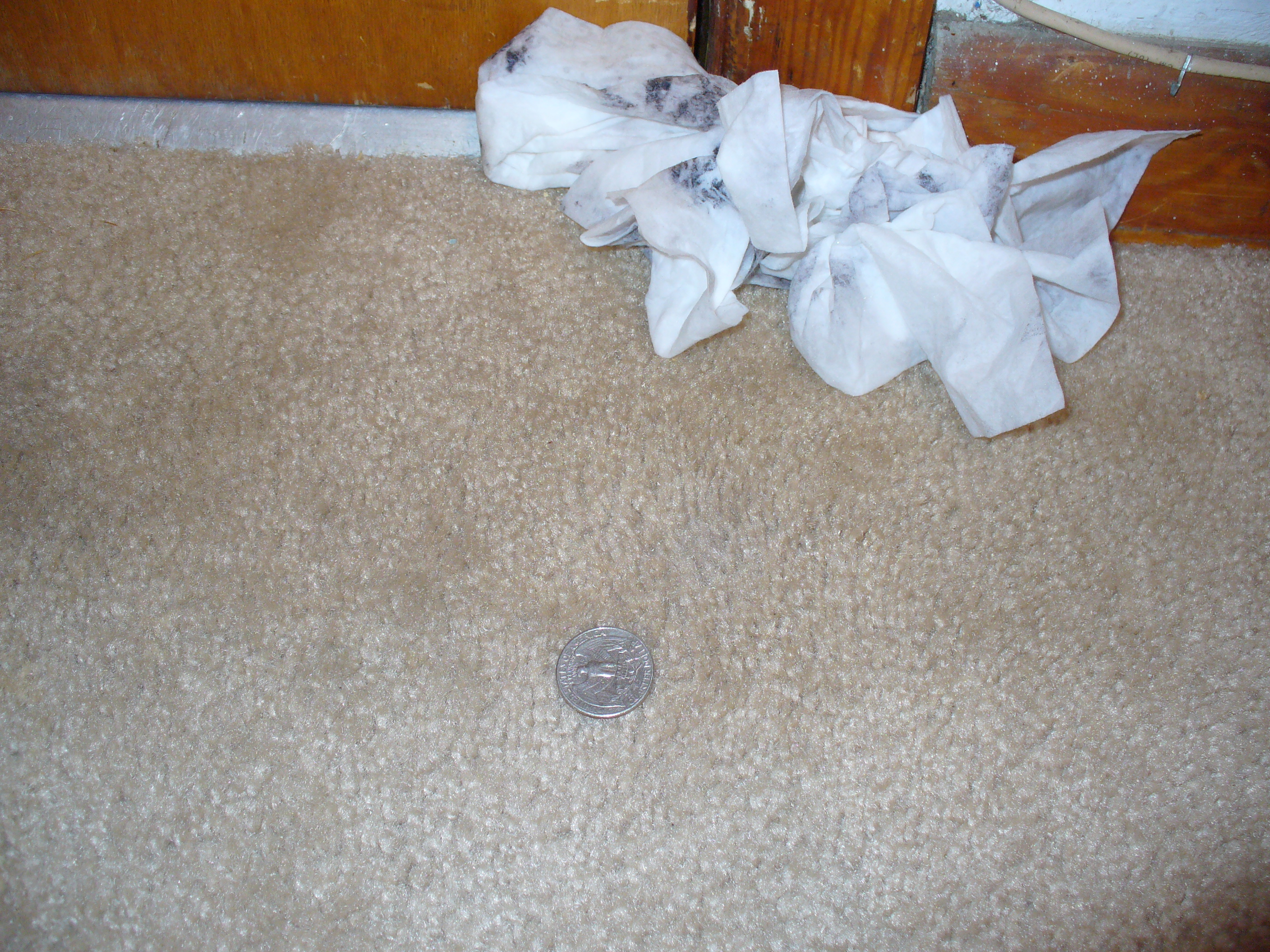 Carpet cleaning 044.JPG