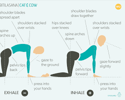 CatCow pose Marjaryasana Bitilasana yoga.png