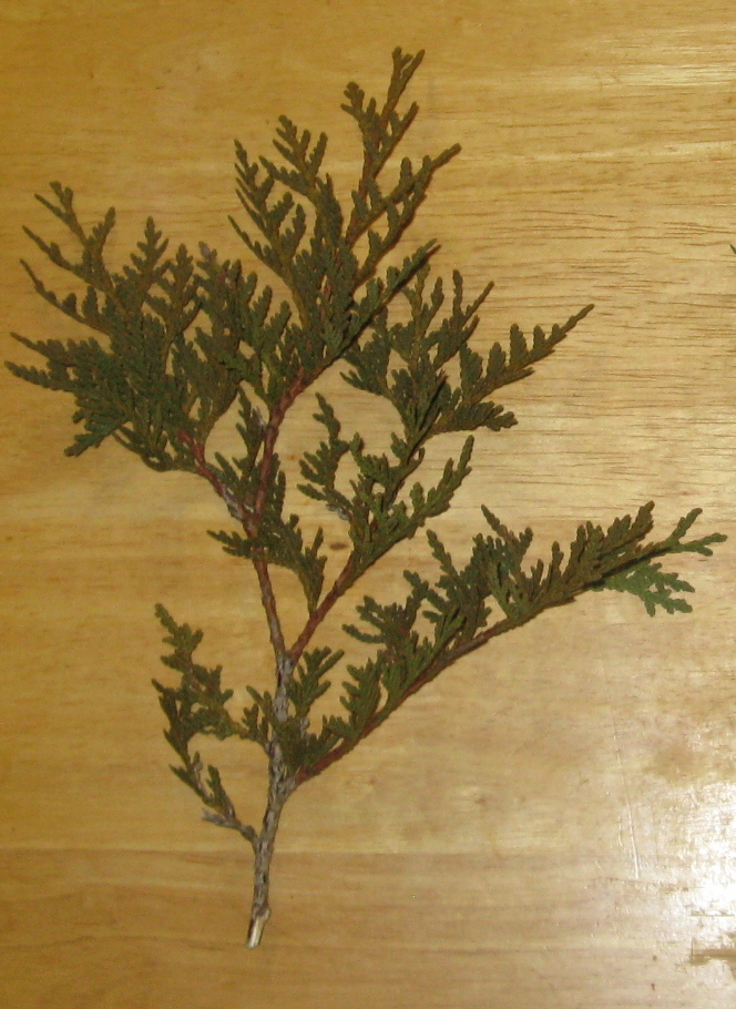 Cedar Tree Tea 2.JPG