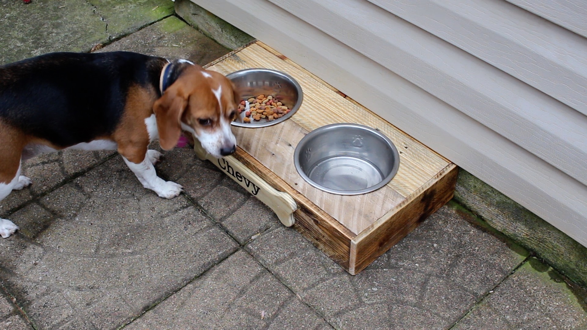 Chevy-at-the-feeder.jpg