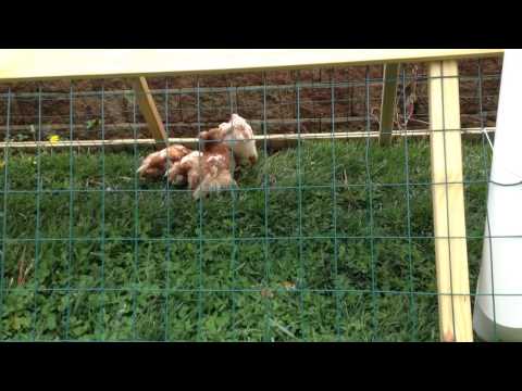 Chicken Swing