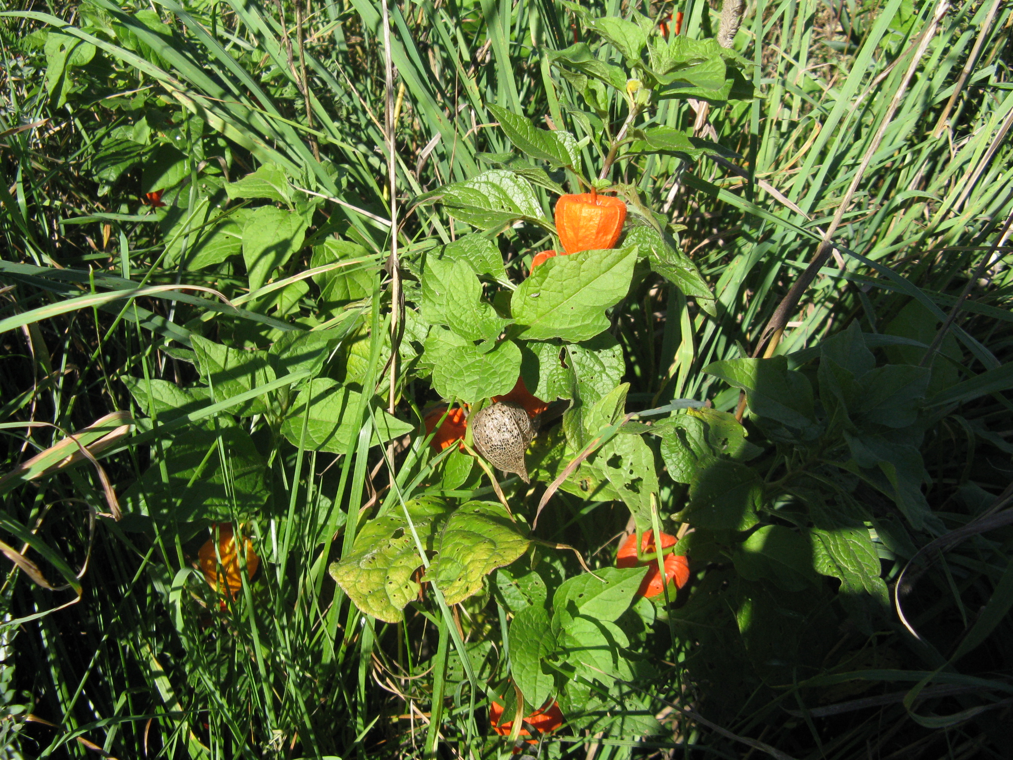 Chinese Lantern 3.JPG