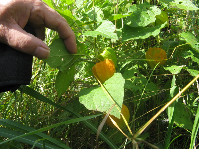 Chinese Lantern 4.JPG