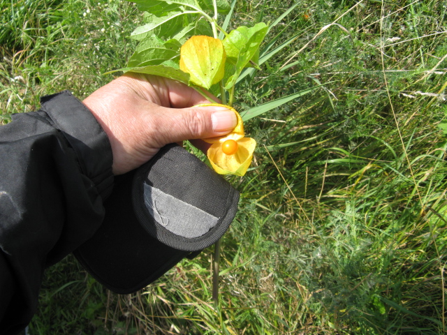 Chinese Lantern 6.JPG