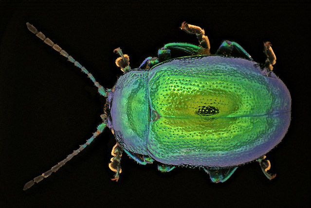 Chrysolina_half.jpg