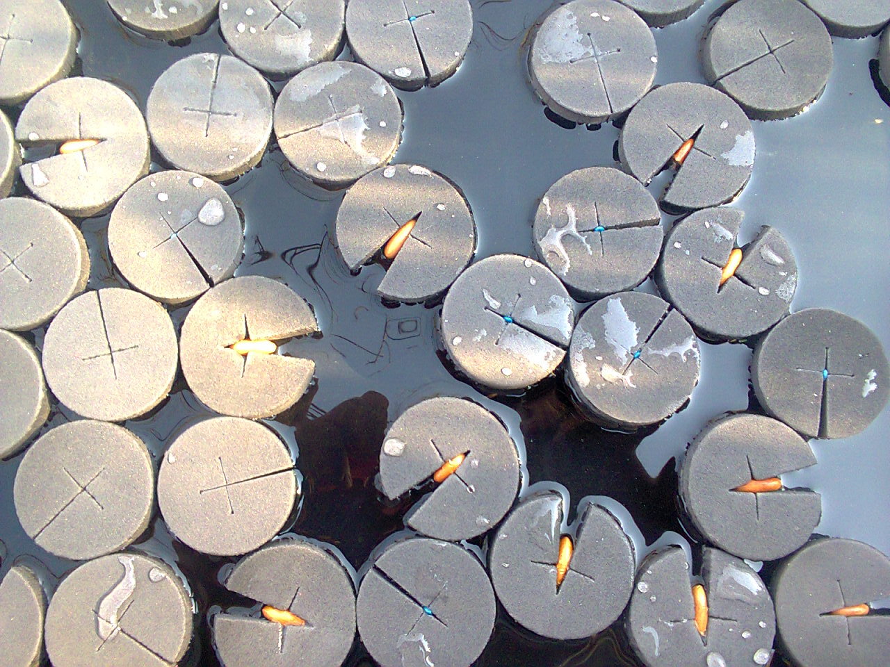 Closeupof different seed germination experiment.jpg