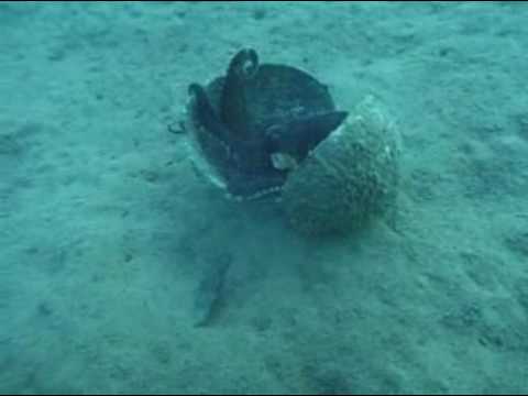 Coconut-carrying octopus