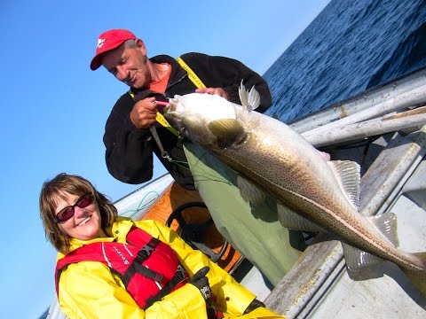 Cod fishing and filleting with Frank