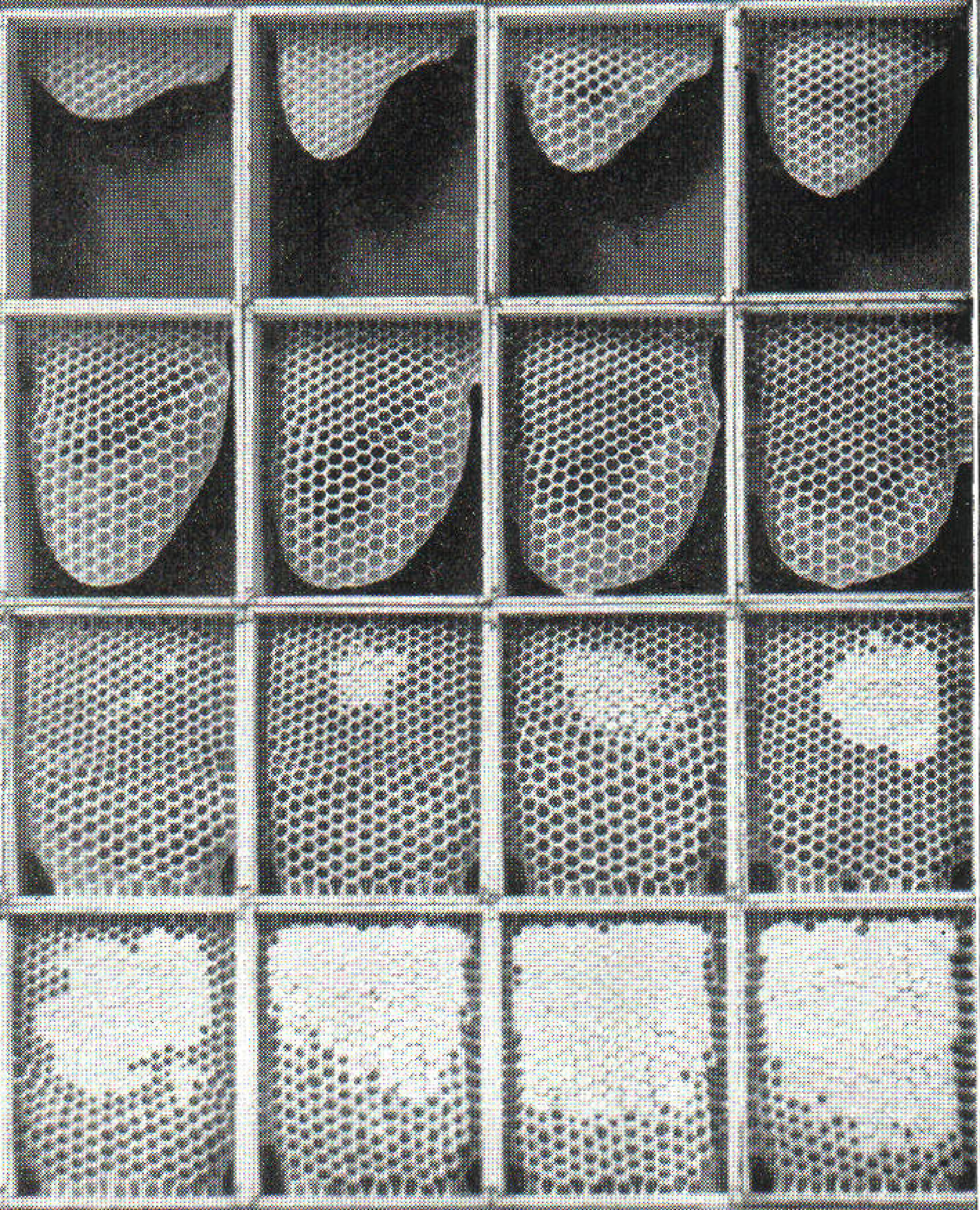 Comb building illustration.jpg