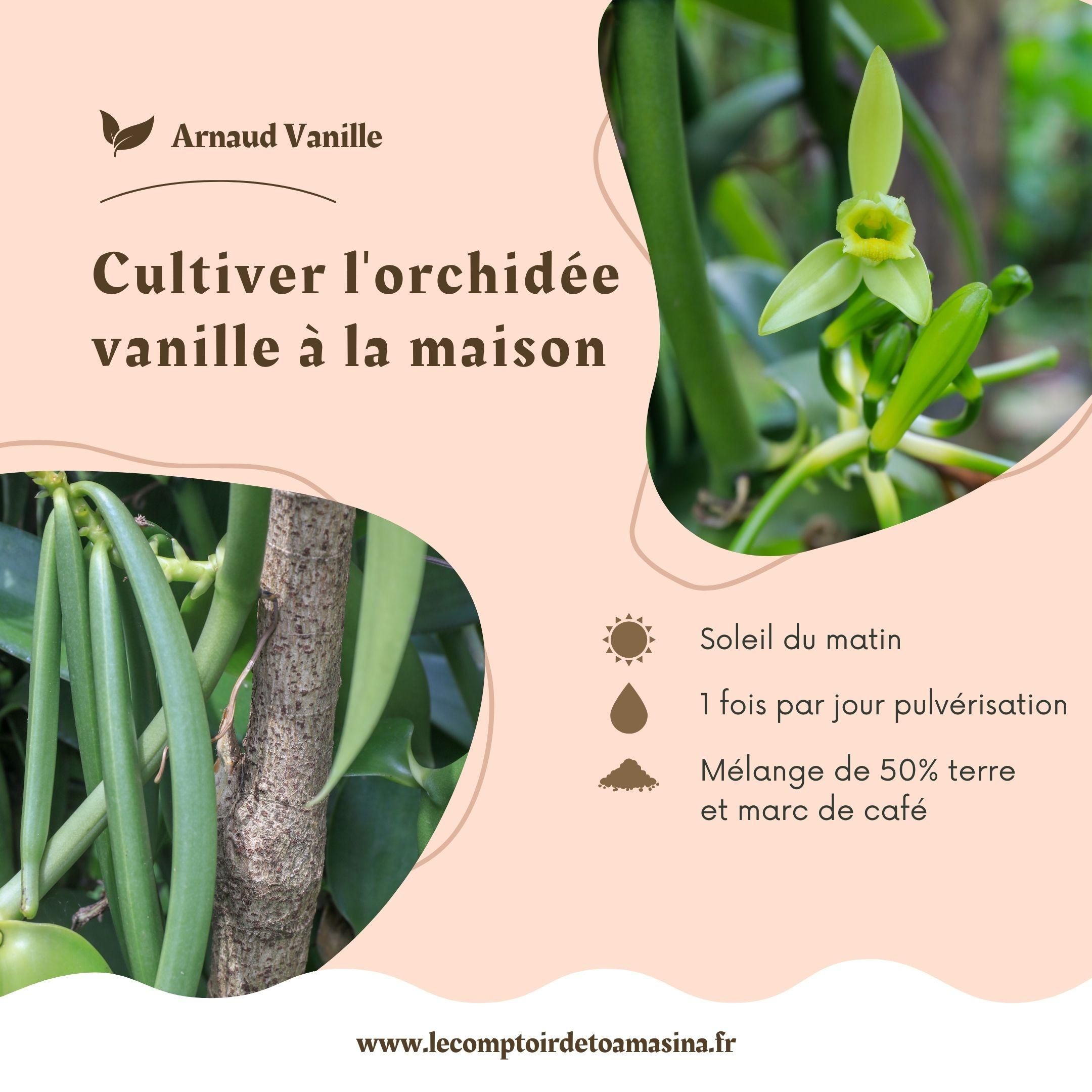 Comment cultiver et polliniser l'orchid&eacute;e vanille .jpg