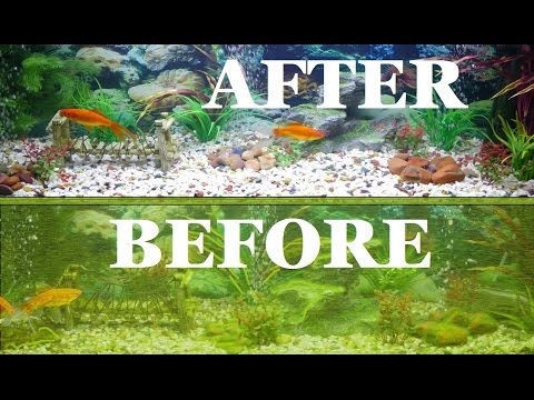 Complete Aquarium Clean Fish Tank Clean out