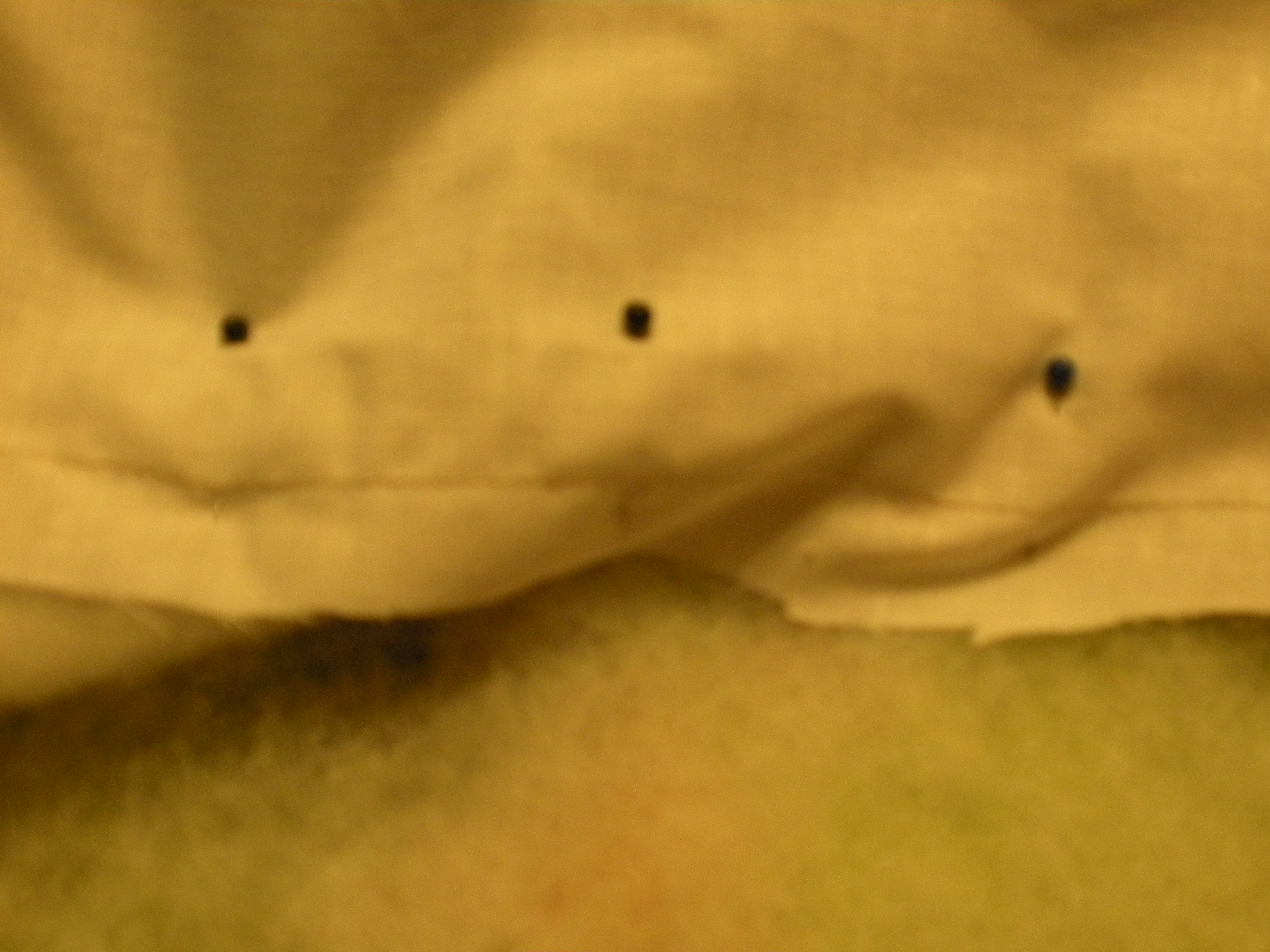 Copy of DSCN4413.jpg