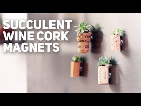 Cork Magnets With Succulent