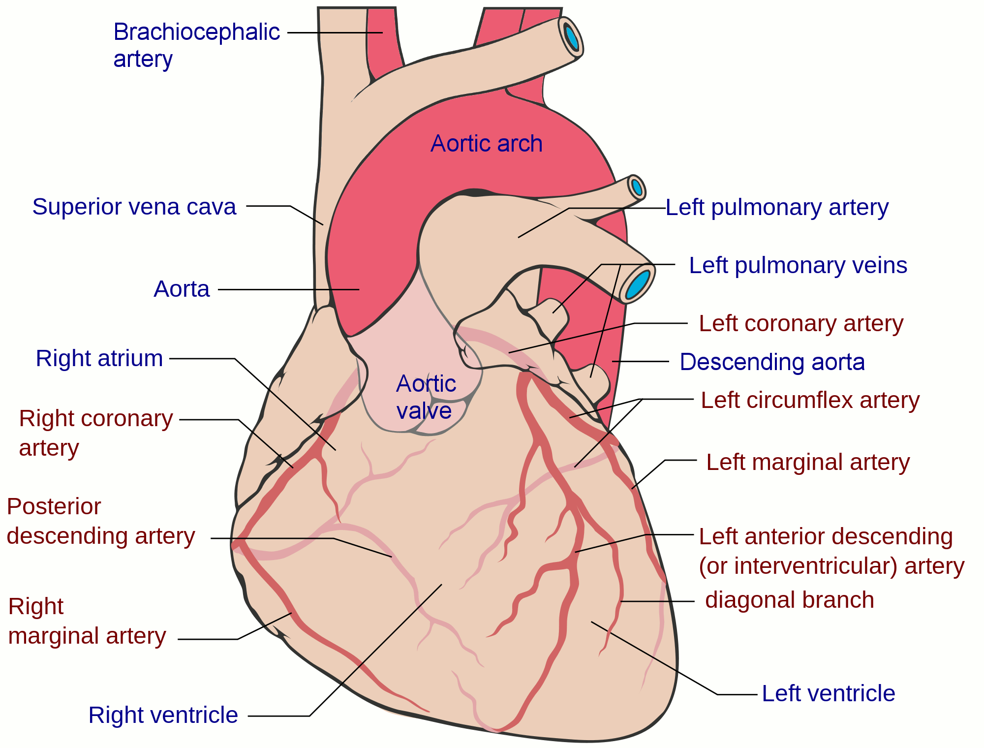 Coronary_arteries.gif