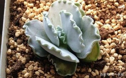 Cotyledon-undulata1.jpg